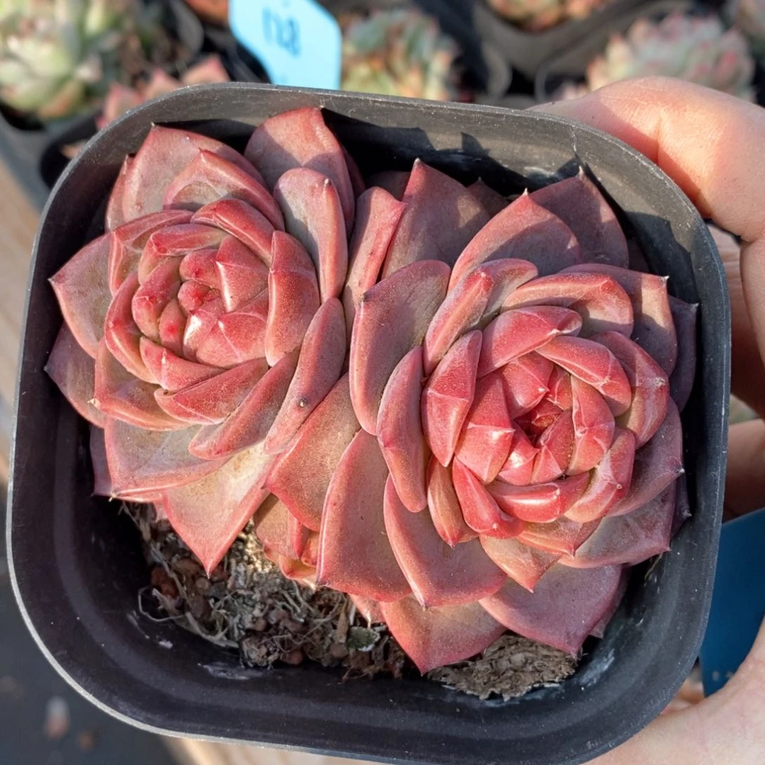 精品多肉一物一拍不包整107