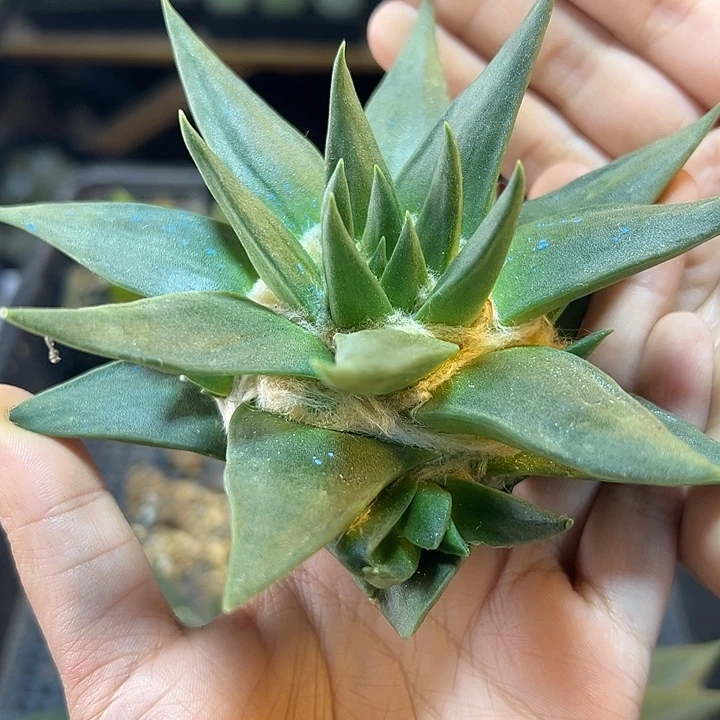 苗接龙牙牡丹无根10公分