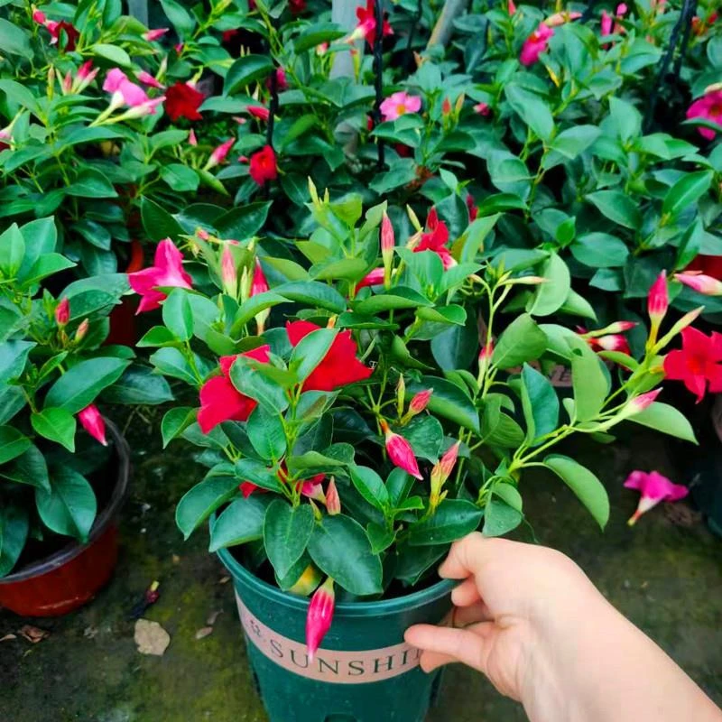 万里飘香藤带花苞四季开花盆栽双喜藤爬墙花卉植物室内客厅好养活