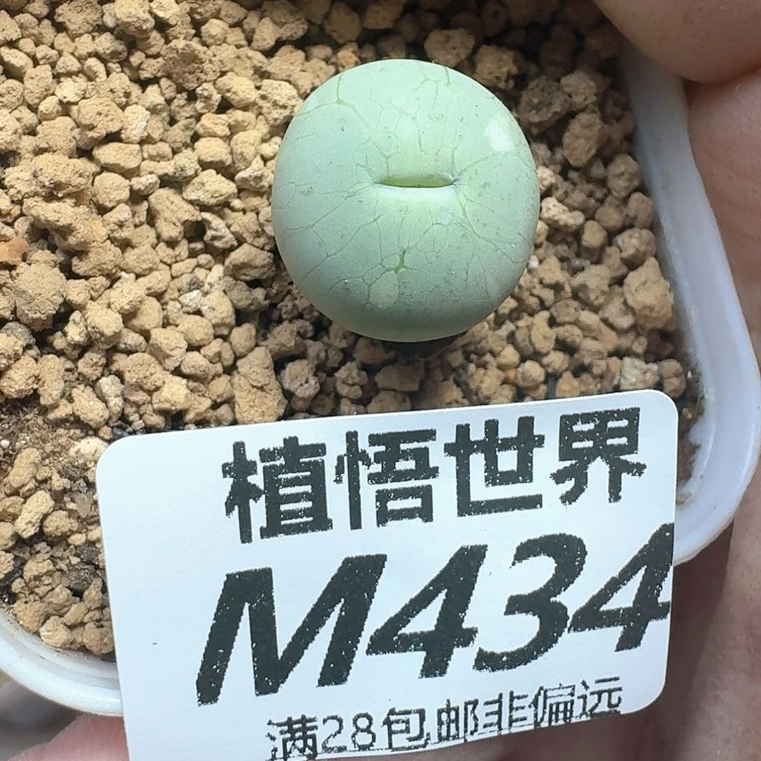 多肉植物的润泽额额
