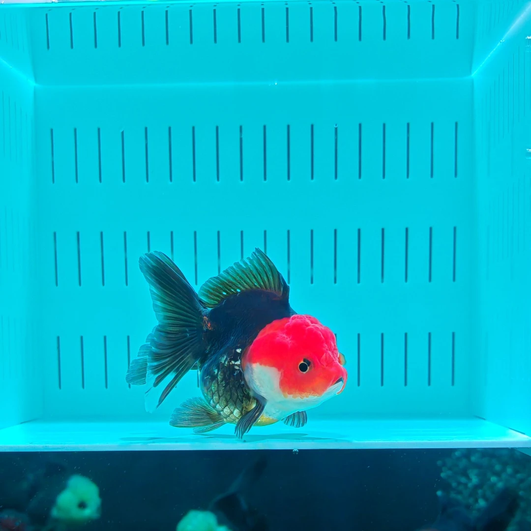 观赏鱼玛丽泰狮金鱼一物一拍（YN002号9厘米）