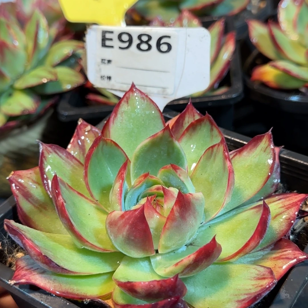 惊鸿一物一拍包装收缩花旱986