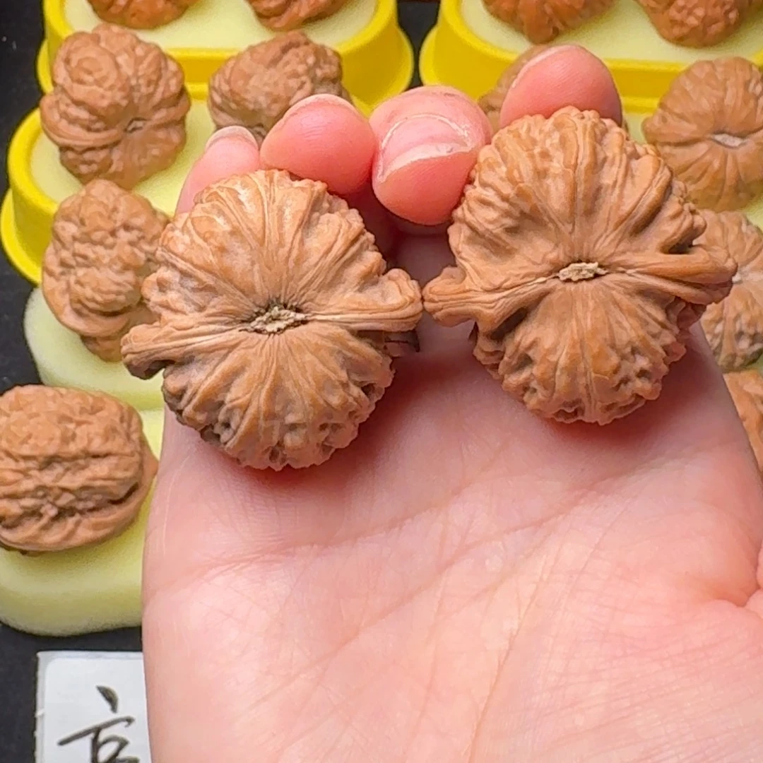 文玩核桃精品白狮子全36