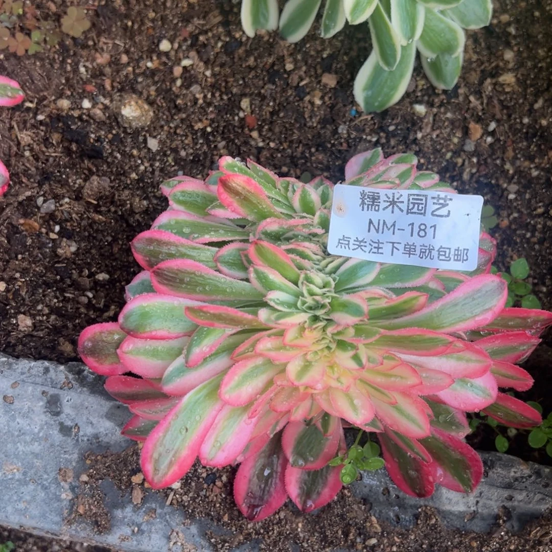 女巫缀多肉植物181