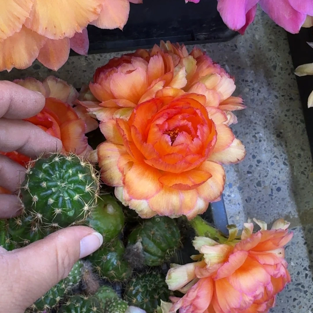 313丽花金牡丹歪无根侧牙3公分左右