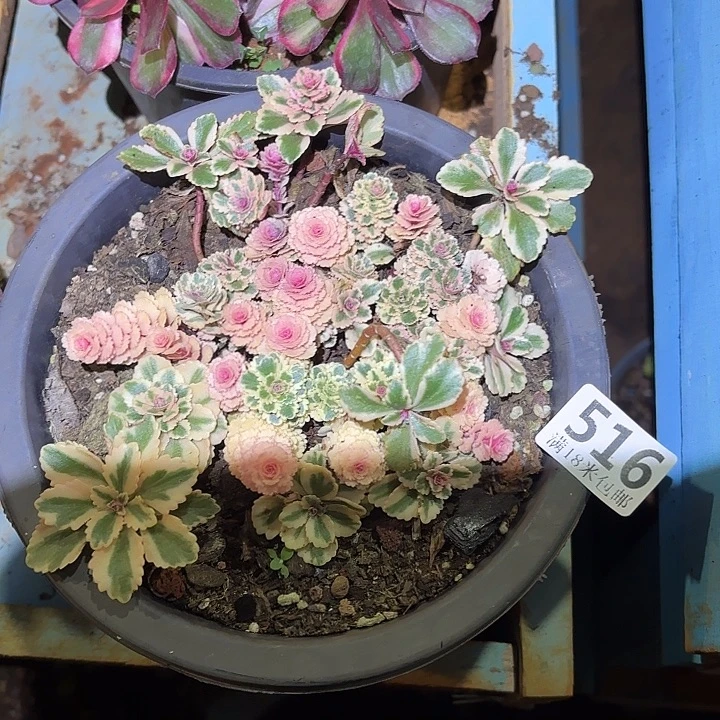 516亚特兰蒂斯掌心多肉法师锦不包侧枝断枝