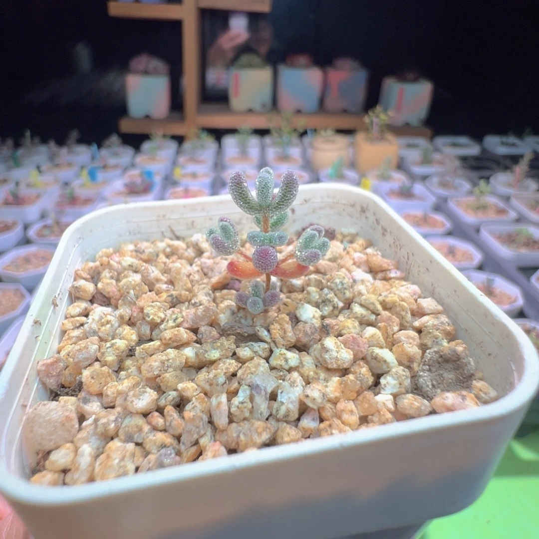 尺寸很小，702实生粉冰晶，拍下不退不换