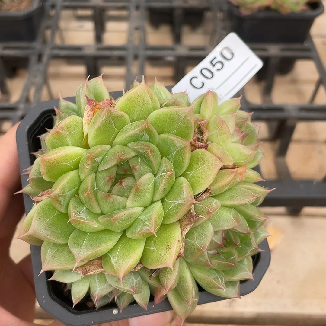 若如东云单拍C050