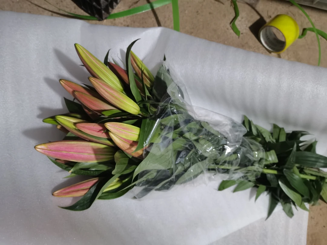 基地直发百合 罗宾