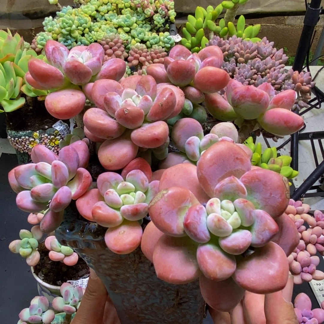 635樱花洛神15cm多肉