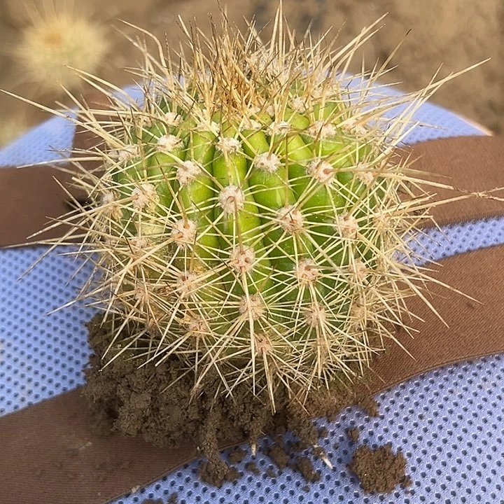 可*清清粉黛根带花2