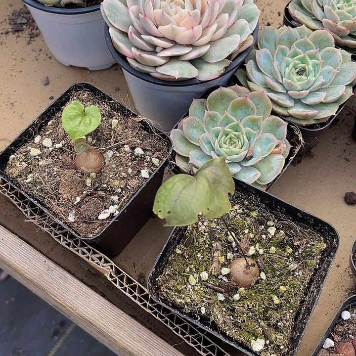 龟甲龙带盆土发货