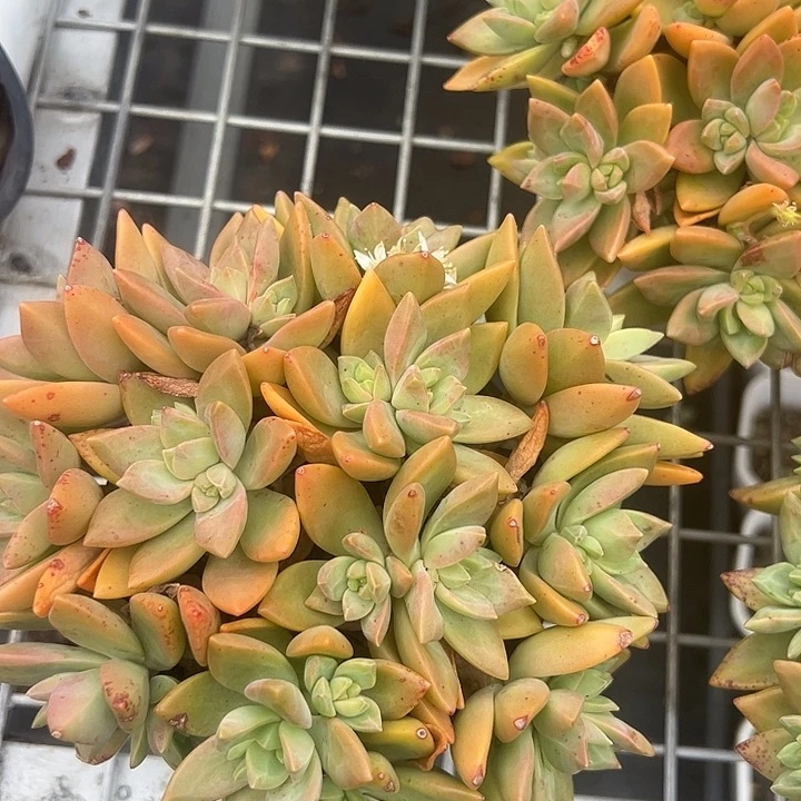 黄金布丁多肉植物
