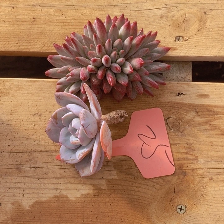 这么多事要等下星期