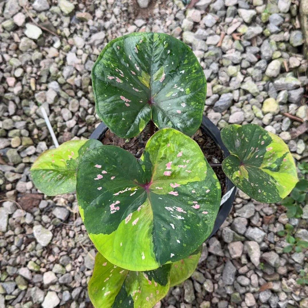 252-0717泰国发货英菲尼迪