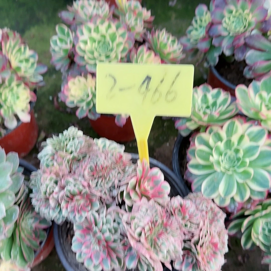 2-466---倾城缀多头