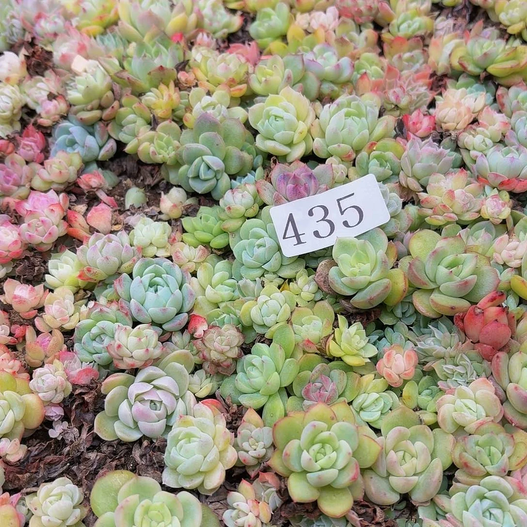 嫣***呀多肉植物多肉植物435
