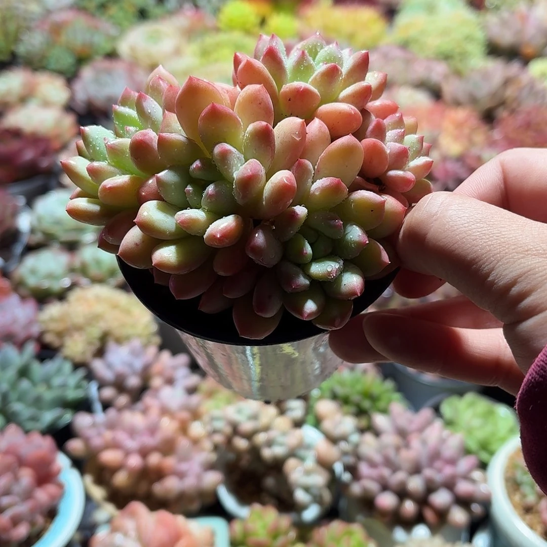 塞尔达殿下多肉9㎝盆