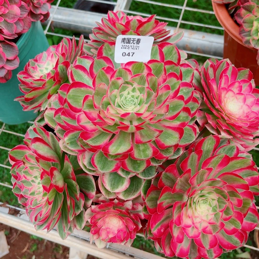 一物一拍多肉法师47