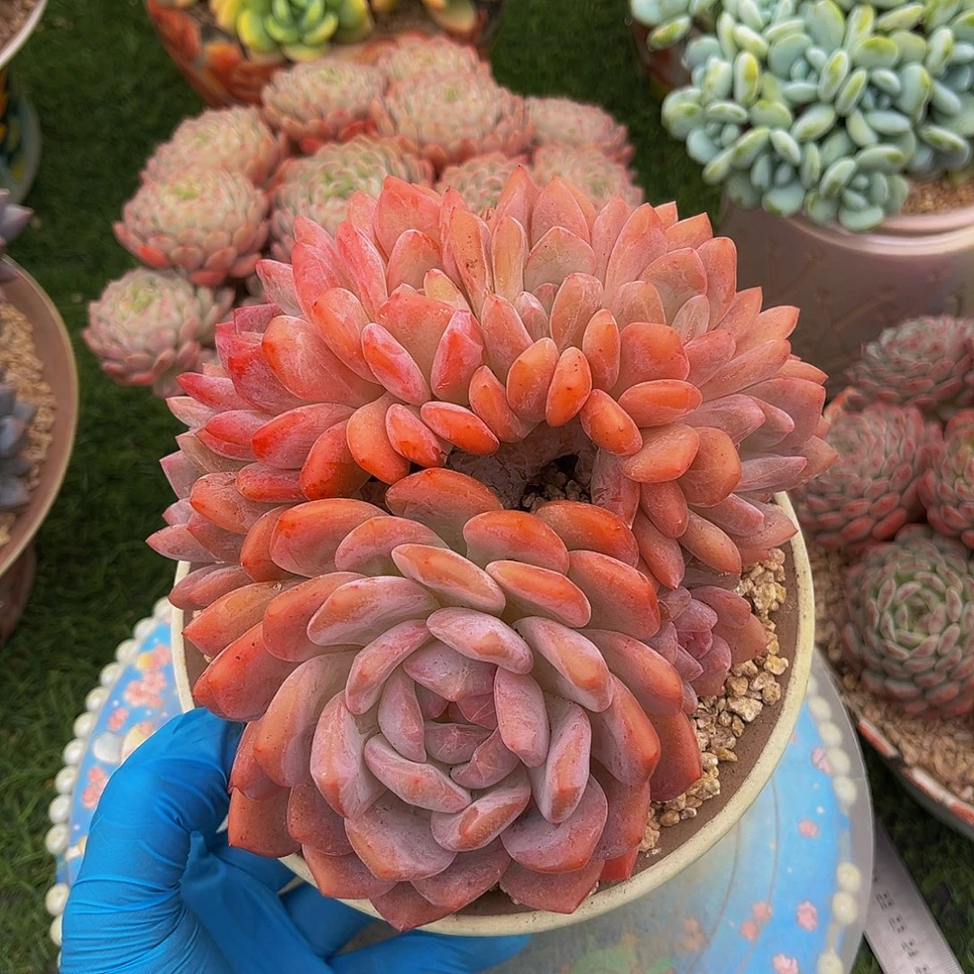 橙子朵朵缀一物一拍