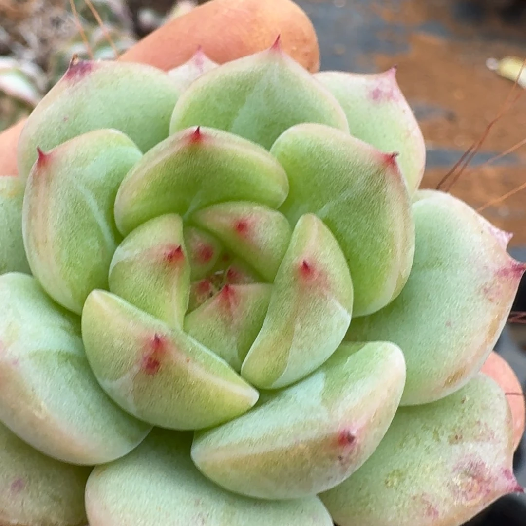 多肉杂交一物一拍31-49