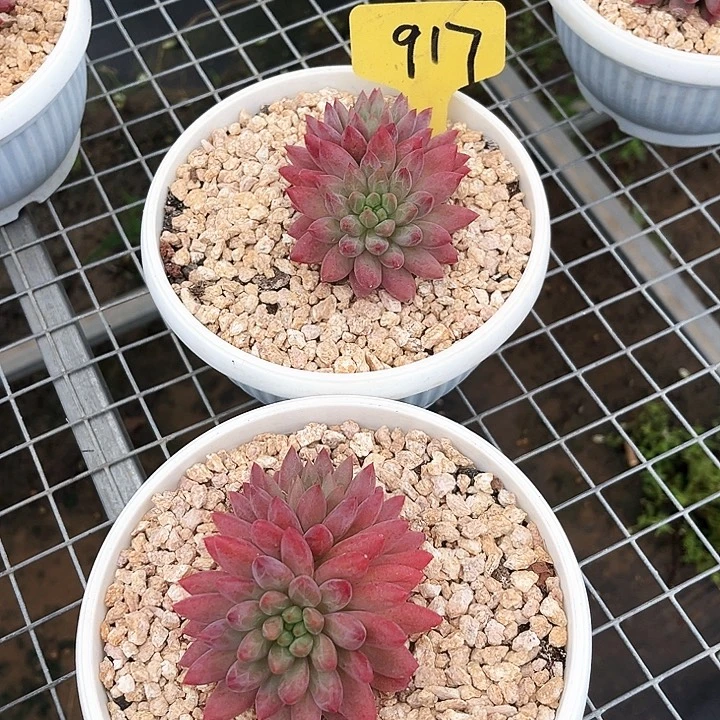 红体虞美人917号码牌子的话
