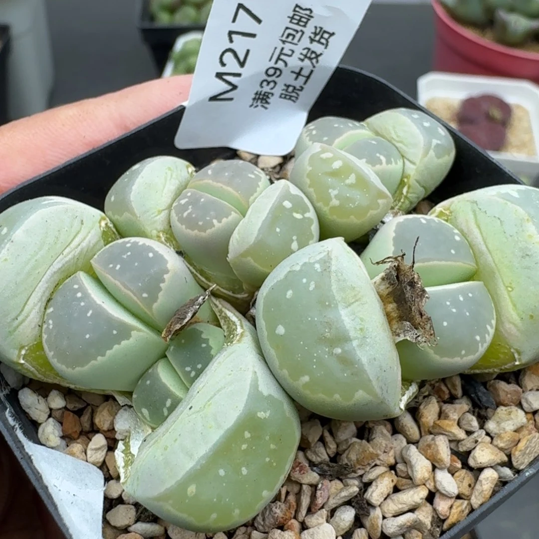 217多肉哈哈哈哈哈哈哈