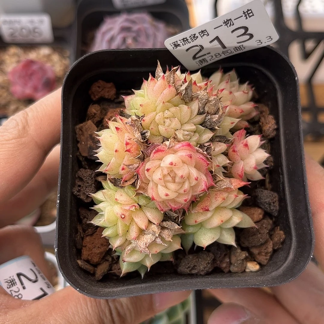 213 溪流多肉一物一拍