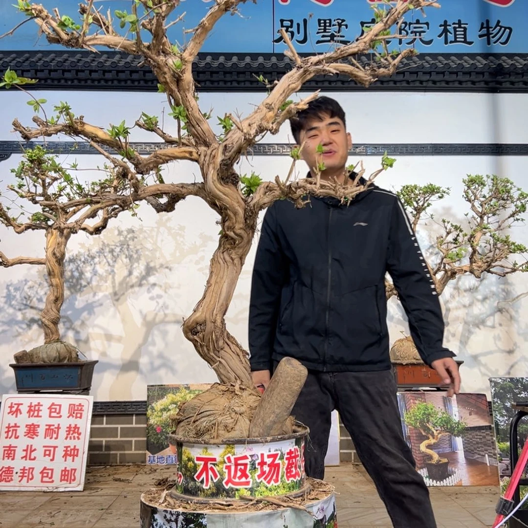 云***松无花朵金银花开花12542688