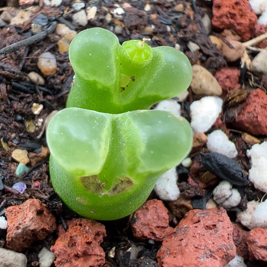 性***·11.2好看的多肉脱土发货