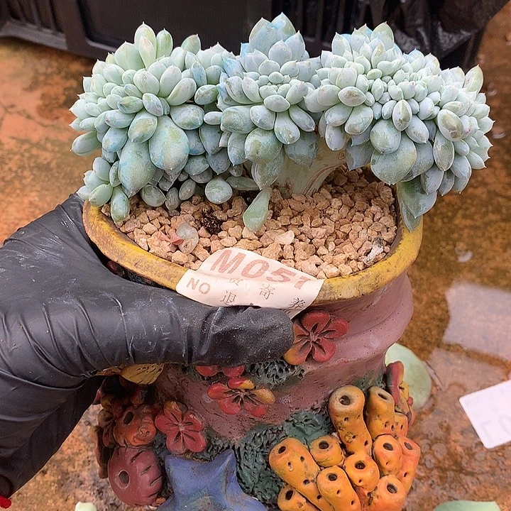 菩提子缀化大板子 多肉植物，9.25号左右发