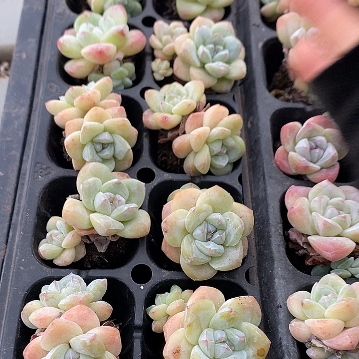 80 多肉植物盆栽花卉