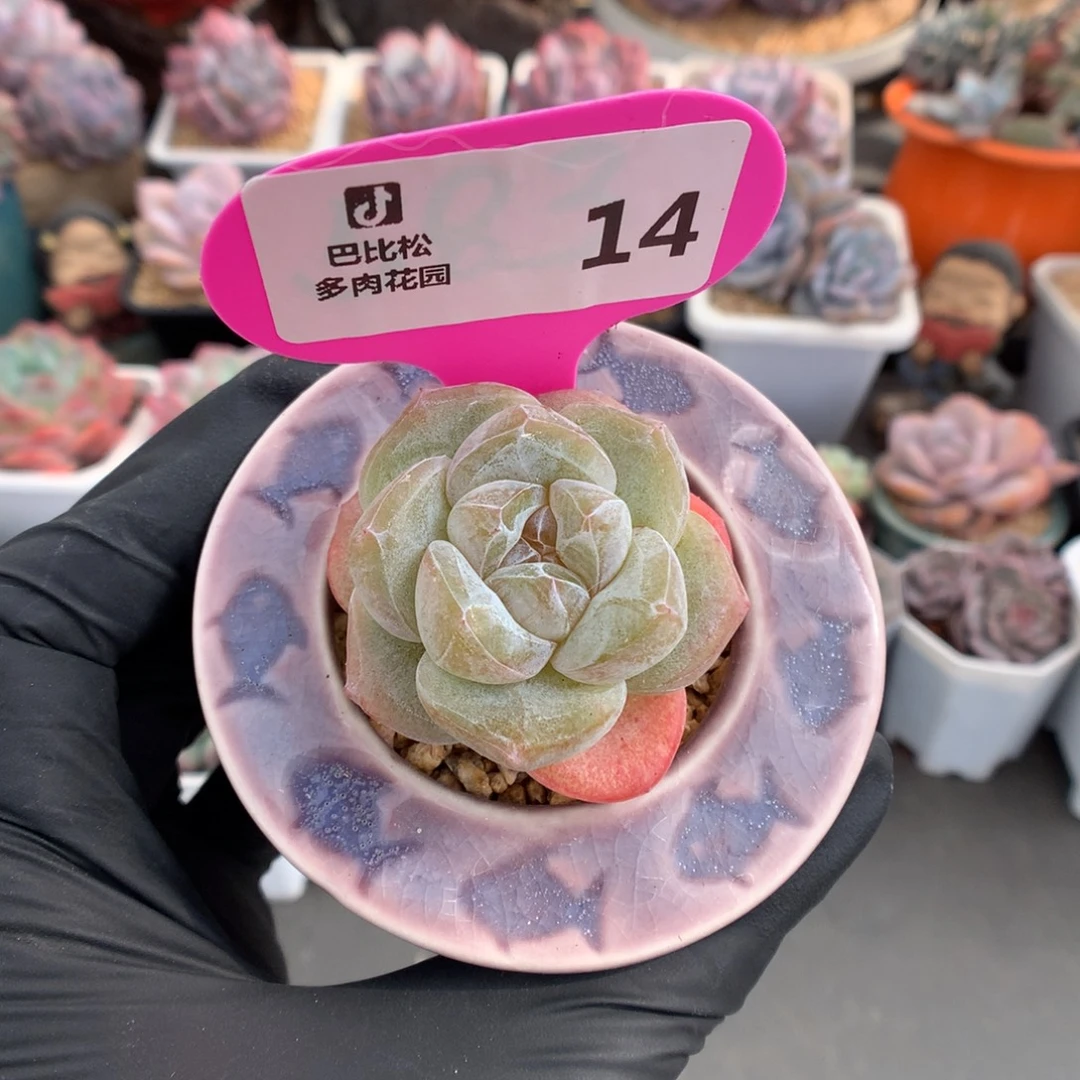 14 冰玉石化多肉多肉