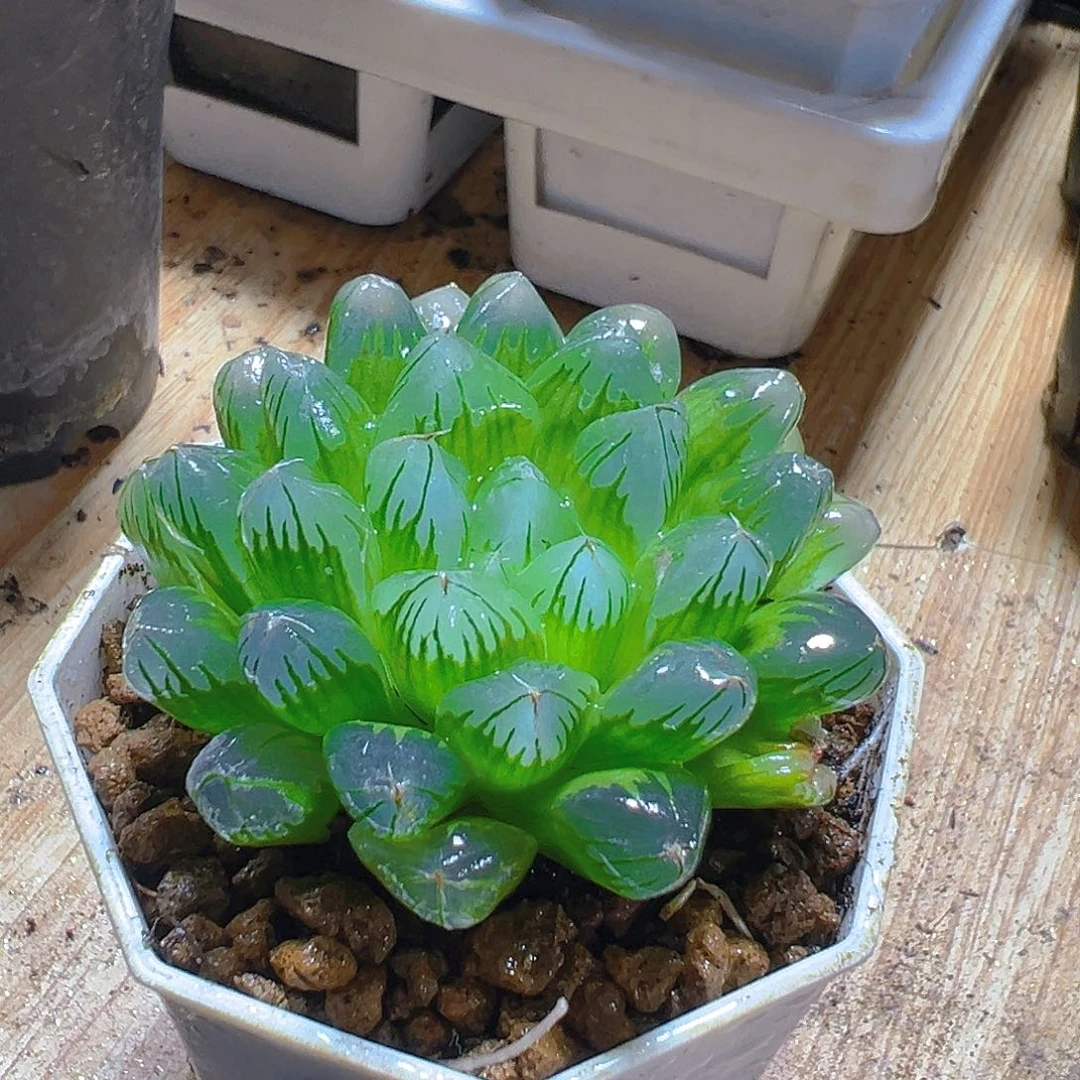 红丝玉露多肉多肉多肉一颗