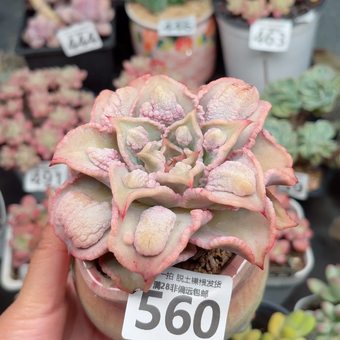 留财饺子皮无盆土发货