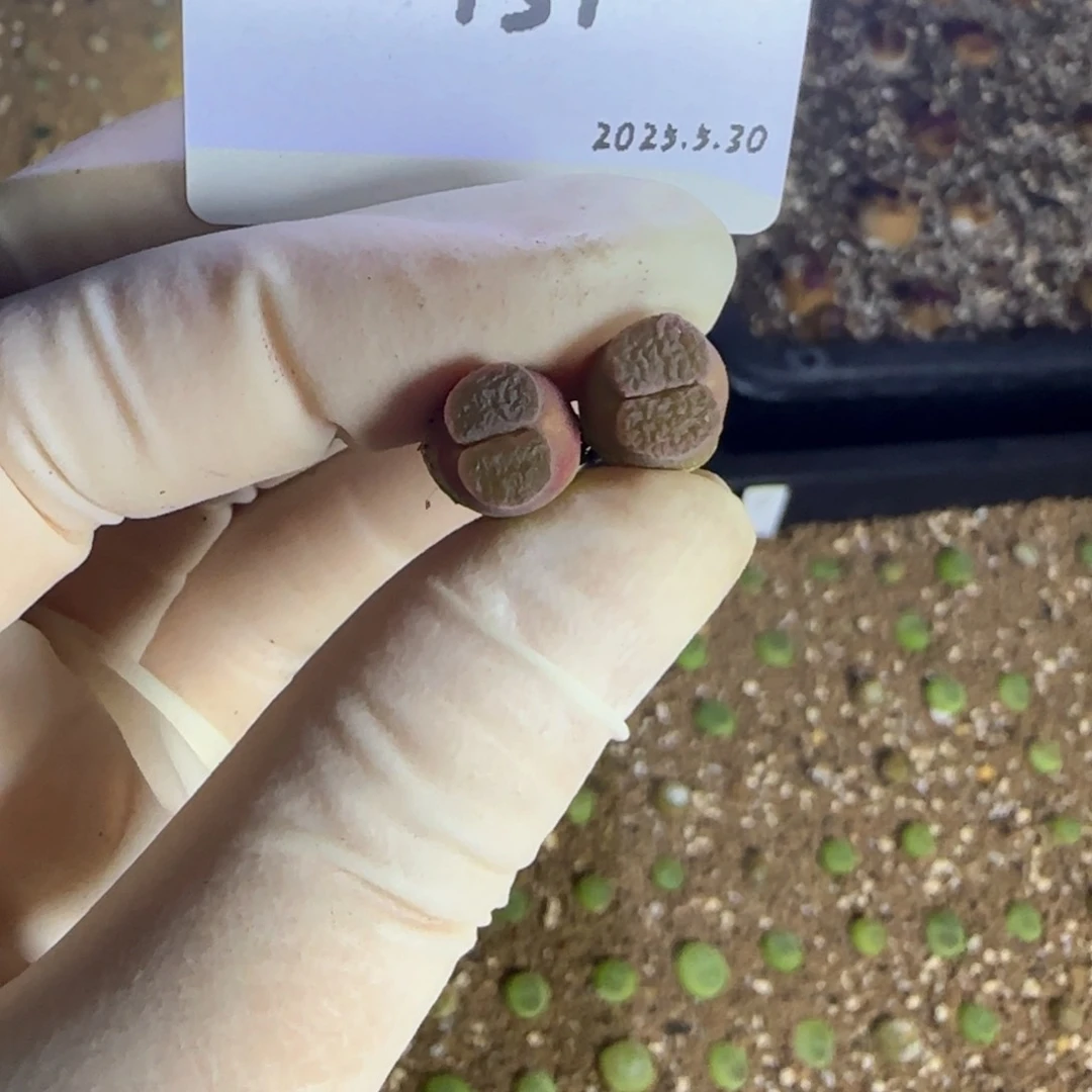 阿*多肉肉多肉5.30-131