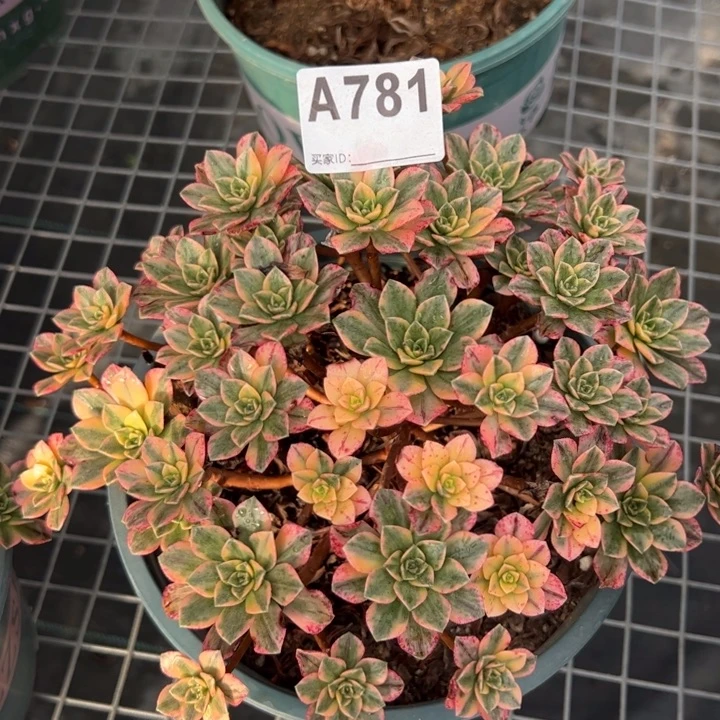 781甜茶20厘米左右