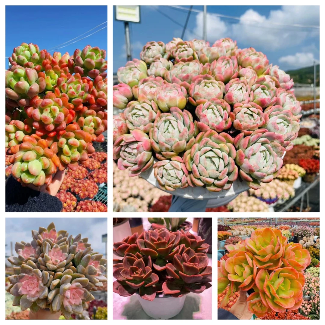 X香水贝瑞+罗马盆组合  耐晒皮实 绿植 室内室外都能养