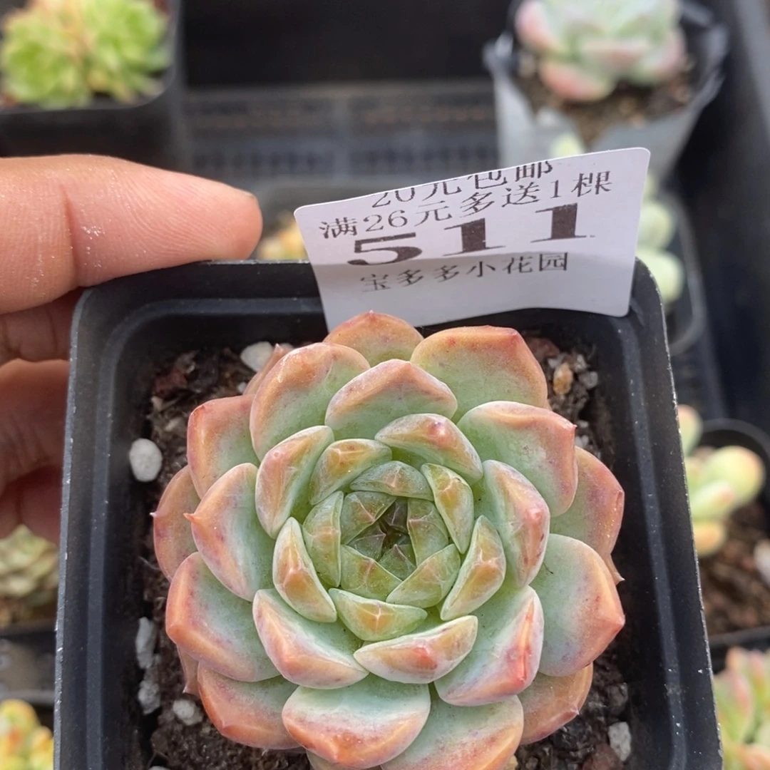 糖心一物一拍满20包邮满26送一颗多肉