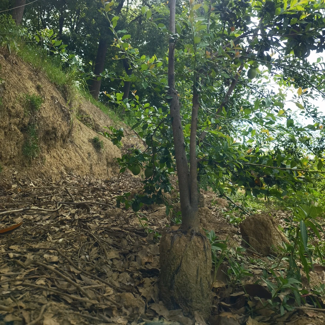 金弹子盆景造型素材