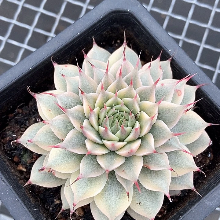银星锦多肉多肉植物
