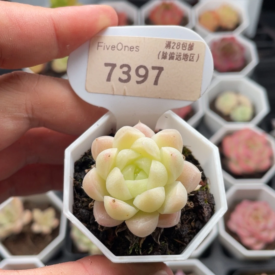 麦秆7397-4.0厘米