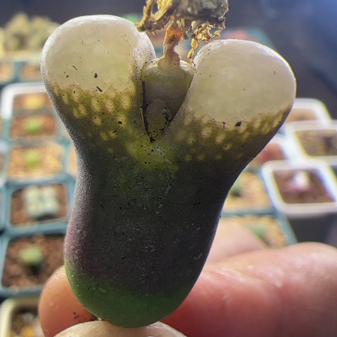 黑眼豆豆风铃玉  283