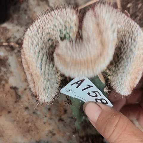 完全开放158直刺佩雷缀化