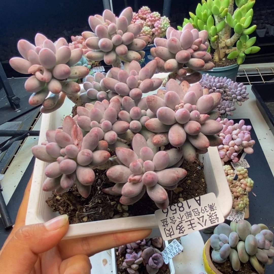 856婴儿手指多肉11cm