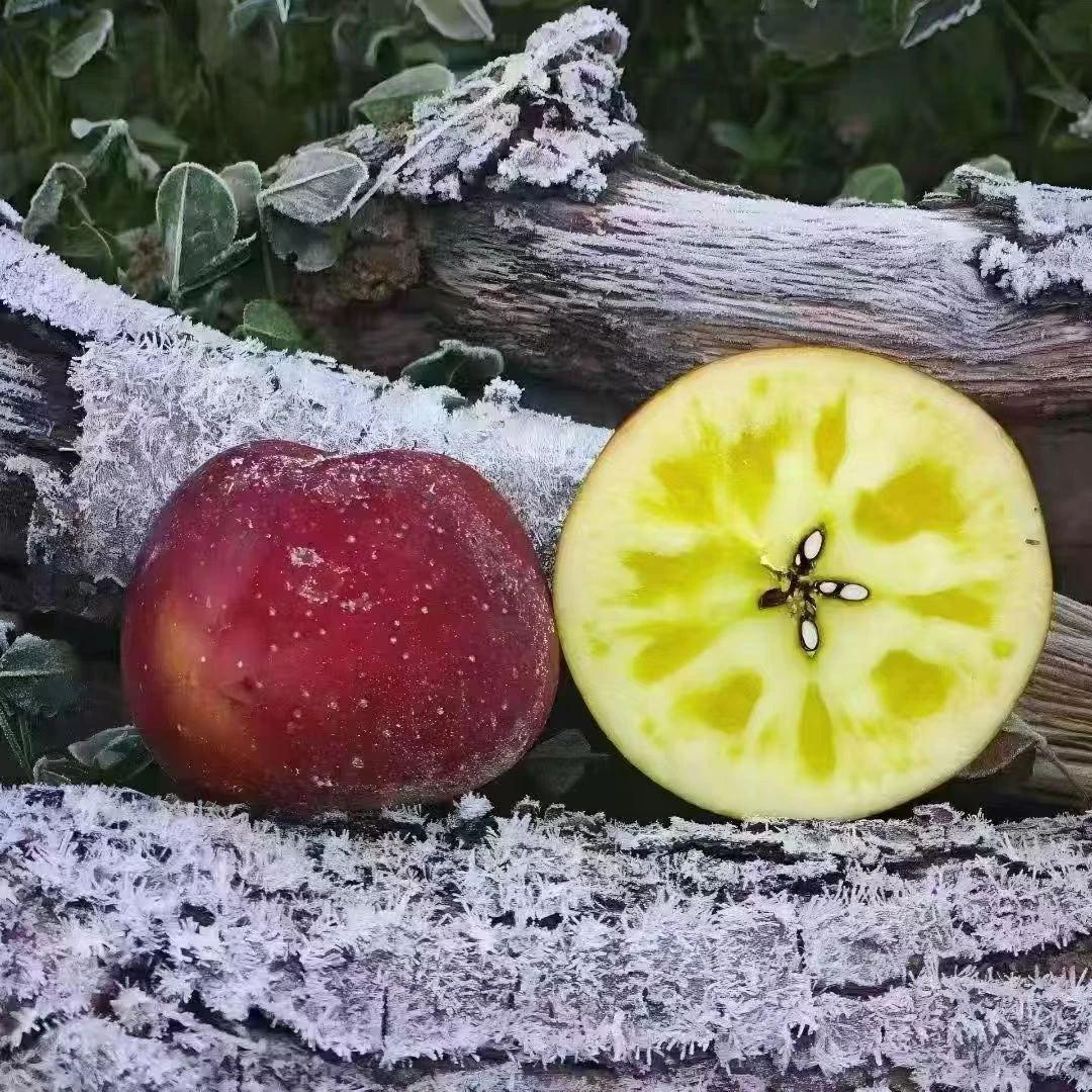 云南昭通丑苹果新鲜现摘当季水果脆甜多汁冰糖心红富士原产地直发
