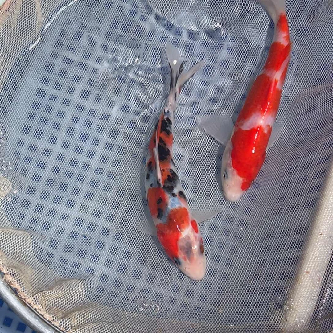 锦鲤锦鲤观赏鱼1111