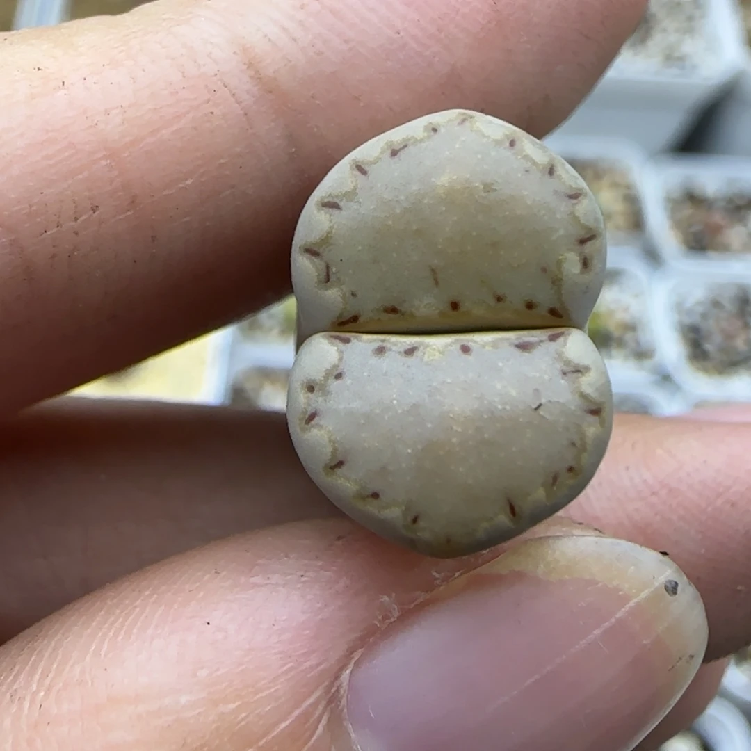 256饼干清框福利30包邮