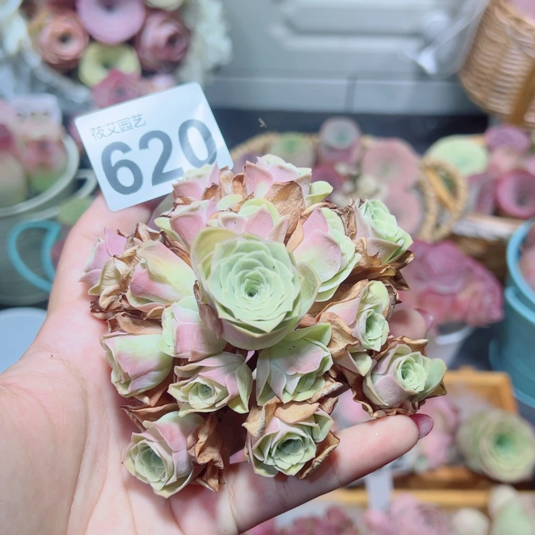 620草莓慕斯手捧花。