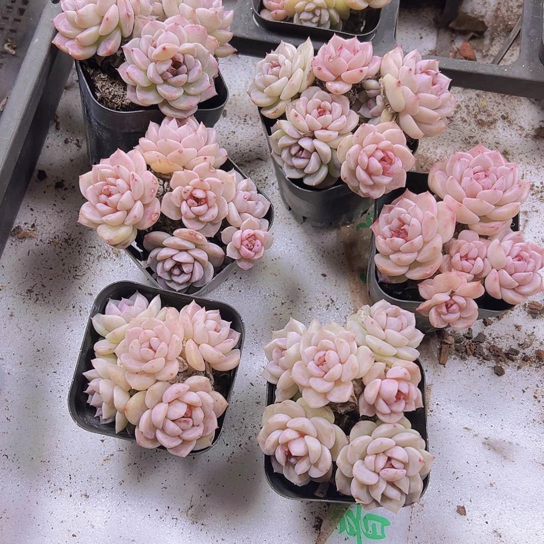 4头起鹅19包邮多肉